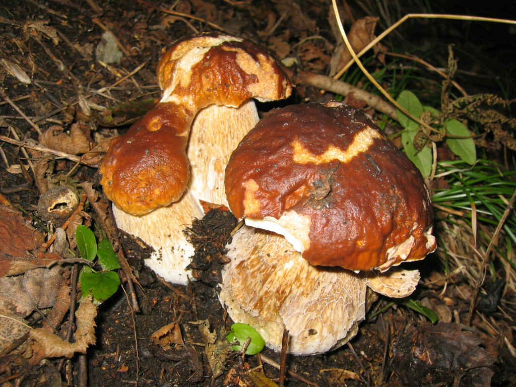 2005 :  Un anno di funghi